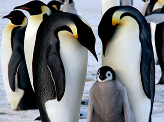 Two emperor penguins with a penguin chick in Antarctica