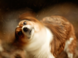 A wet dog shakes off water at a slow shutter speed