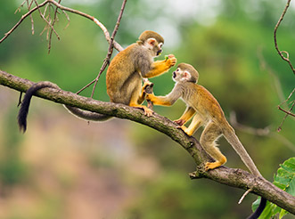 Two squirrel monkeys on a branch in the Amazon rainforest