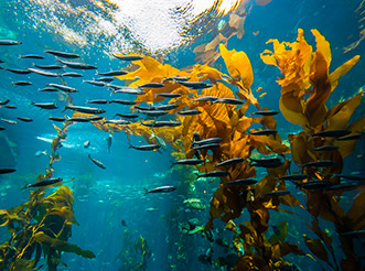 Fish and kelp in an aquarium at the Monterey Bay Aquarium.