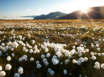A field of flowers on the island of Svalbard