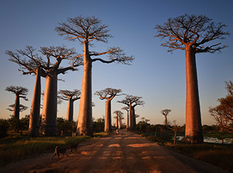 The Avenue of the Baobabs at sunset in Madagascar