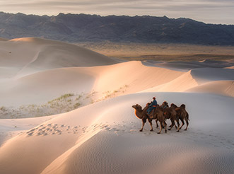 Bactrian camels cross sand dunes in the Gobi Desert