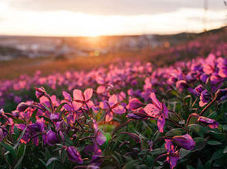 Pink flowers on the tundra near Iqaluit