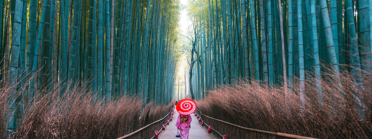 Geisha walking in bamboo grove in Kyoto, Japan Geisha walking in bamboo grove in Kyoto, Japan