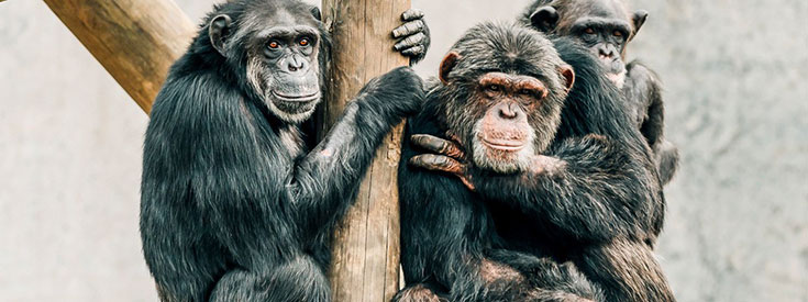A trio of chimps A trio of chimps