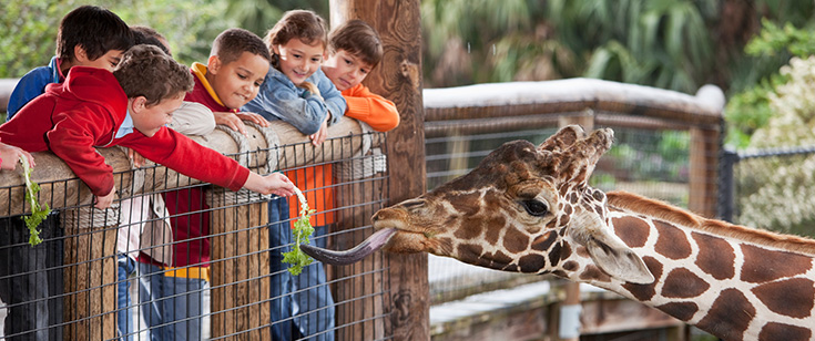 Aaa bronx deals zoo discount