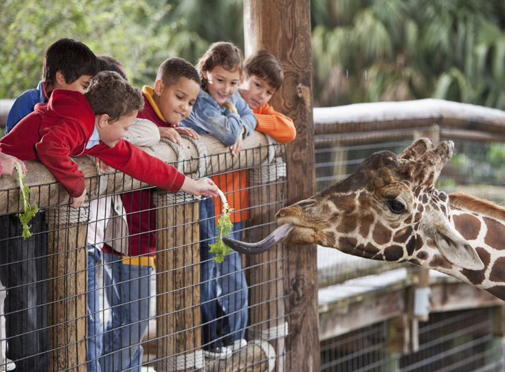 Group of children feeding a giraffe Group of children feeding a giraffe