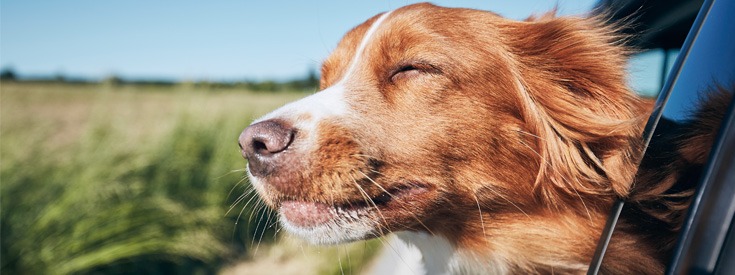 Spot Pet Insurance Spot Pet Insurance