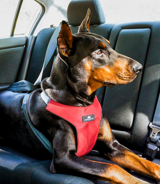 Doberman secured in the back seat of a car