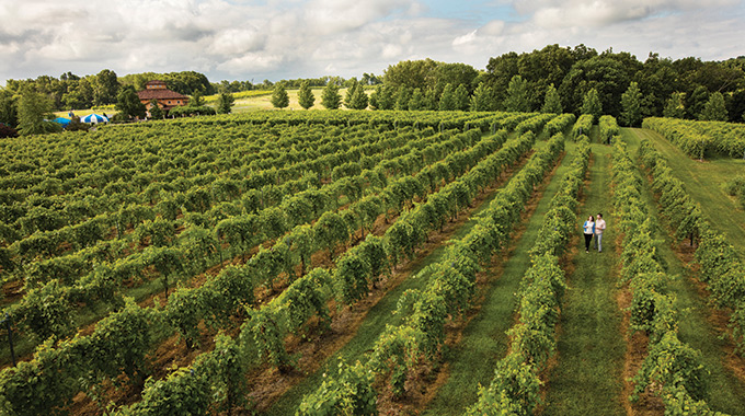 Couple wandering among growing grapes at Blue Sky Vineyard.