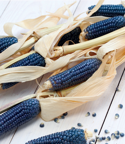 Tiwa blue corn.