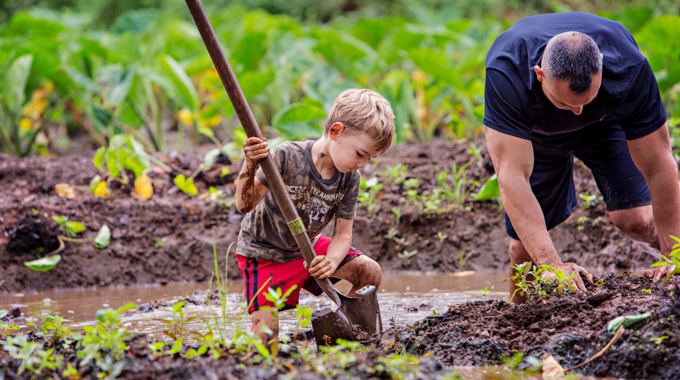 A young boy digs in a taro patch alongside an adult volunteer
