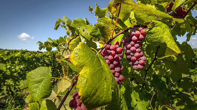 Grapes on the vine at Post Winery