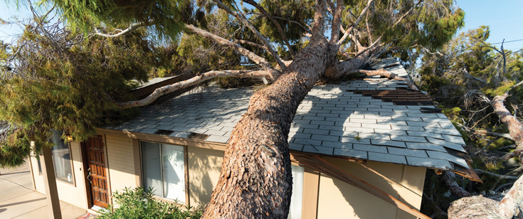 House with a fallen tree on the roof. House with a fallen tree on the roof.