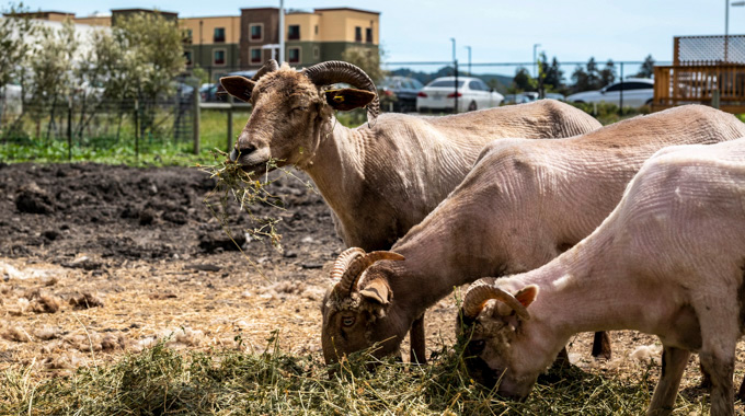 A trio of sheep grazing.