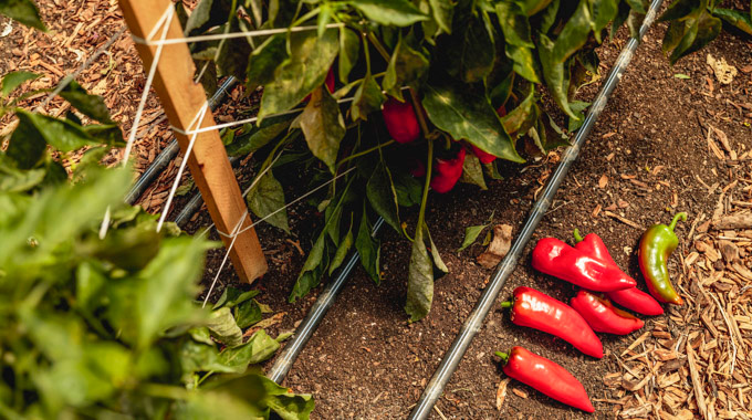 A pile of freshly harvested red peppers 