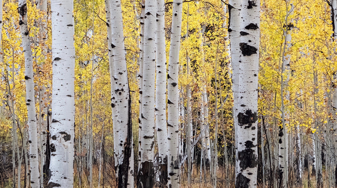 Jackson Hole, Wyoming by Drew Aveling