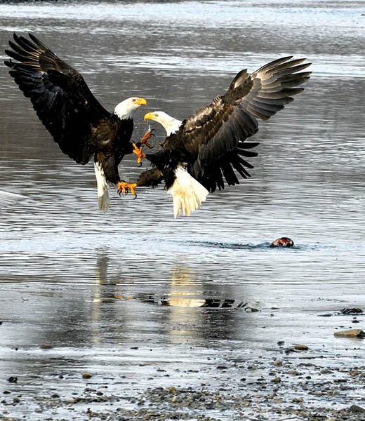 Fighting Bald Eagles by Phyllis Campbell