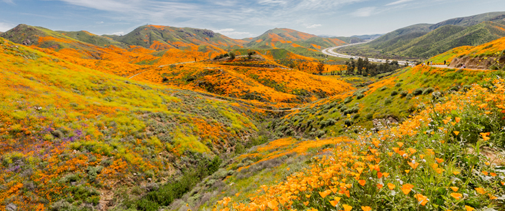 Superbloom, Lake Elsinore by Ayla Qureshi