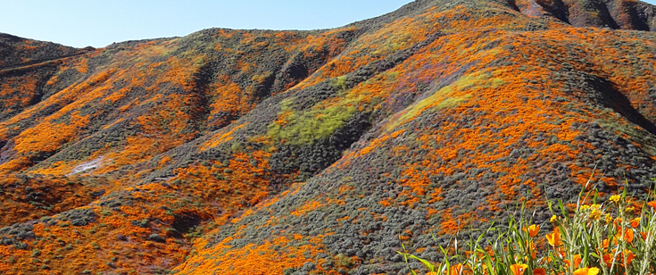 Superbloom, Lake Elsinore by Debbie Merritt 