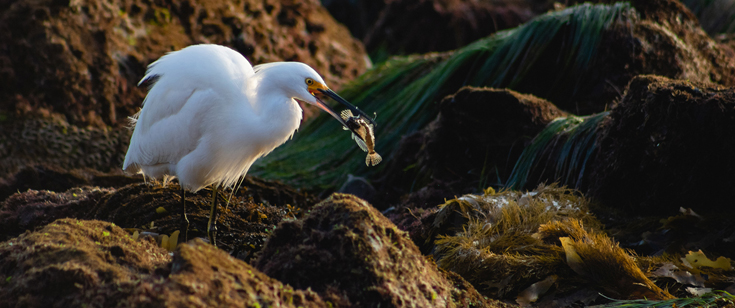 Bird at Corona del Mar by Emily Meucci 