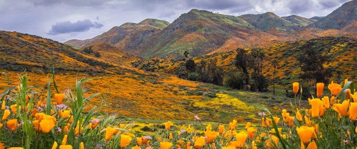 Superbloom, Lake Elsinore by Joel Hoggatt