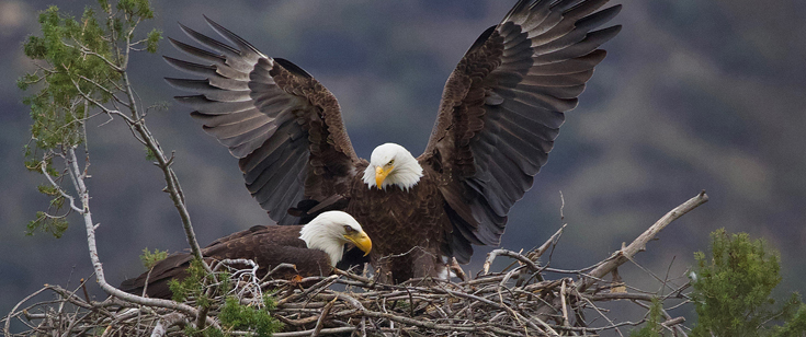 Eagles by Susan Perez 