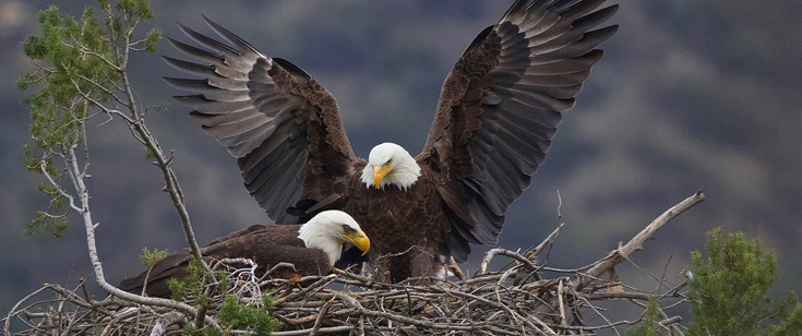 Eagles by Susan Perez