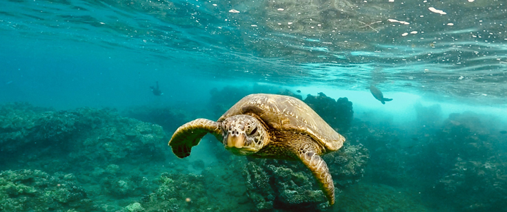 Turtle, Keawakapu Beach, Maui by Trenton Richert