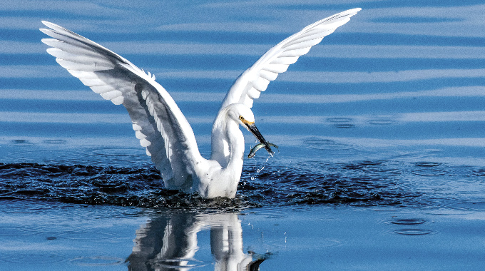 Snowy White Egret Splashing Into Breakfast by Jon Osumi, a 48-year AAA member from Ventura, California