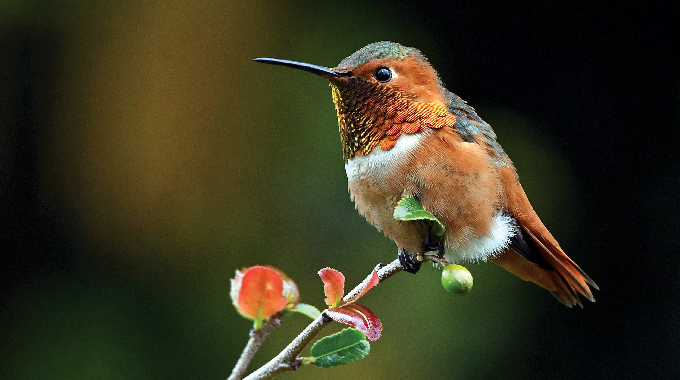 Male Allen’s Hummingbird by Todd Collier, an 11-year AAA member from Anaheim, California