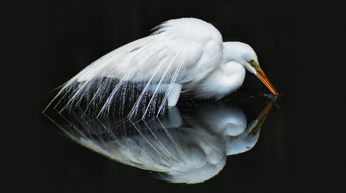 Graceful Great Egret by Wayne Angeloty