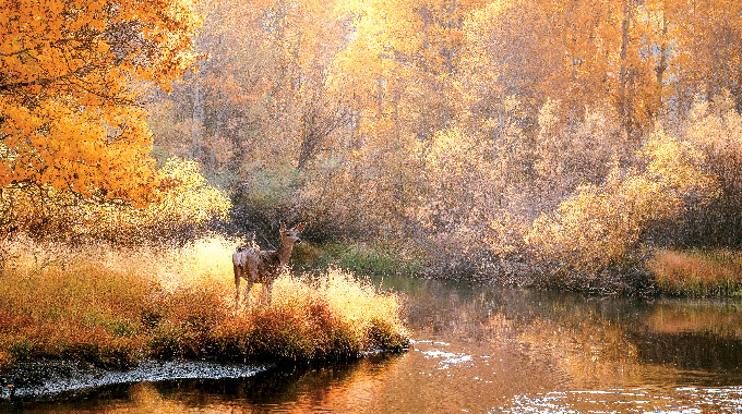 Autumn at Rush Creek  By Zak Koltun, a 32-year member from Palos Verdes Estates, California