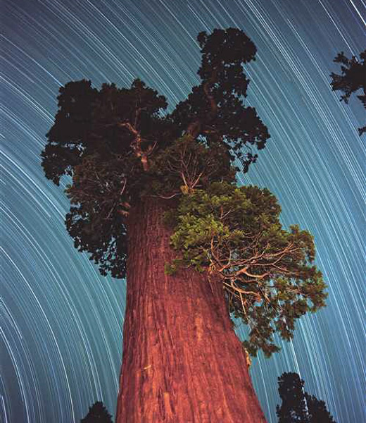 Sequoia Star Trail by Robert Kawika Sheer