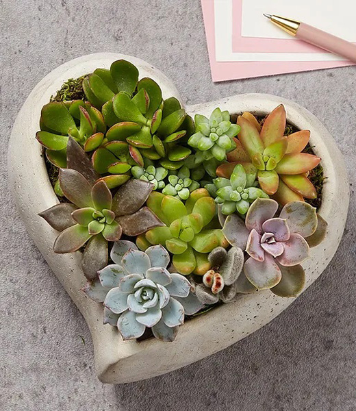 Sweet Succulent Heart Garden