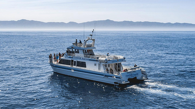 Whale watching season is in full swing in the Santa Barbara Channel. Photo Courtesy of @condorexpresssb via Instagram. 