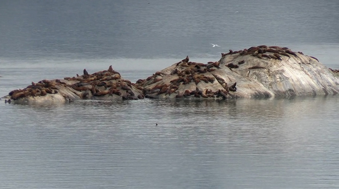 Rocks covered in resting seals