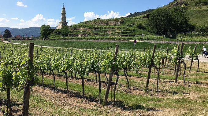 Vineyards near the town of Dürnstein in Austria