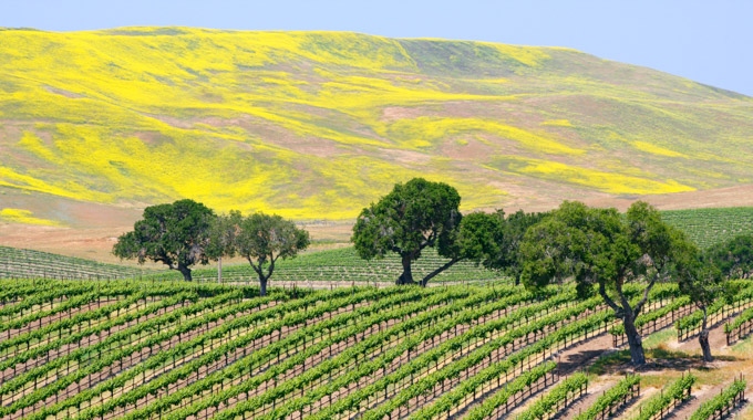 Visit Santa Barbara wine country on an excursion