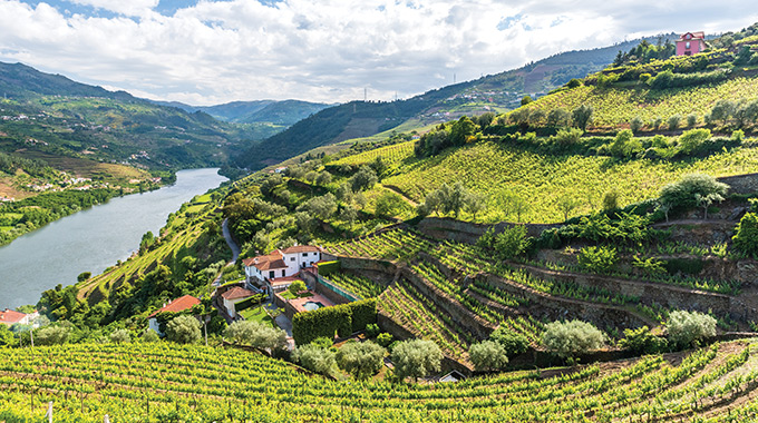 Vineyards growing in the hills along the Douro River