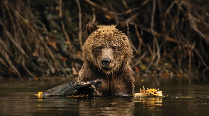 Grizzly bear rising from the water