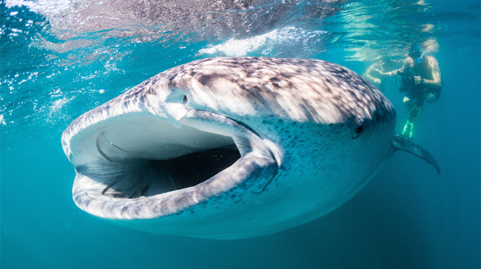 Whale Shark