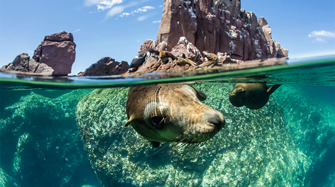 Los Islotes Sea Lion