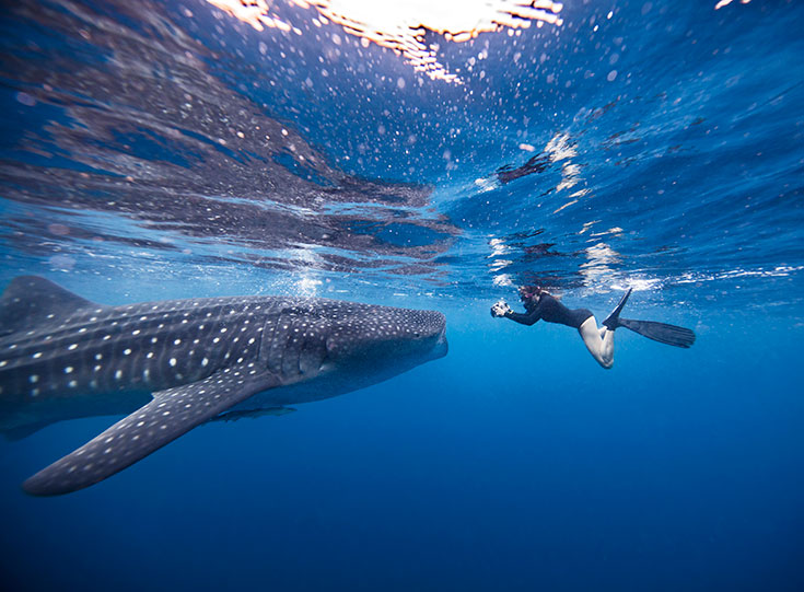 Diver face to face with a whale shark Diver face to face with a whale shark