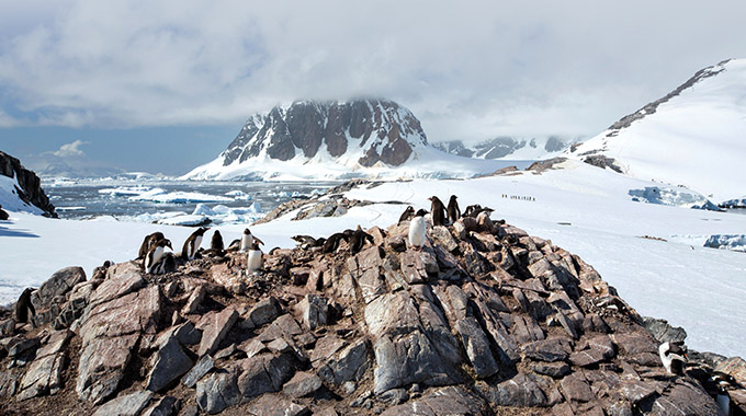 Gentoo penguins gather on rocks at Port Charcot, Antarctica. | Photo by Ashley Cooper Pics/Alamy Stock Photo