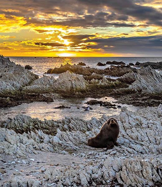 A New Zealand Grey Seal at sunrise on New Zealand's Kaikoura Peninsula. | Photo by BlackKeyPhotography/stock.adobe.com
