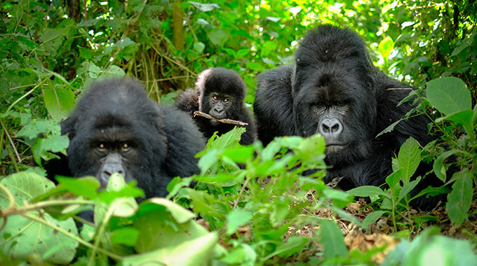 A family of mountain gorillas with a baby gorilla and a silverback in Rwanda.