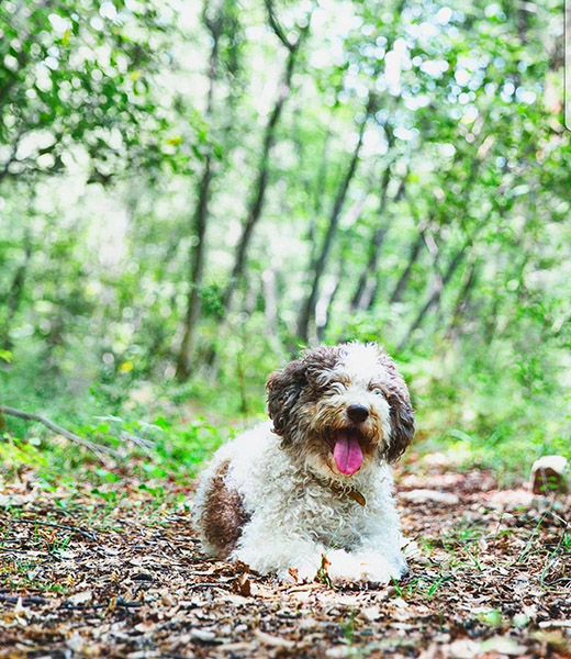 Dogs help to sniff out black truffles. | Photo courtesy Il Salviatino