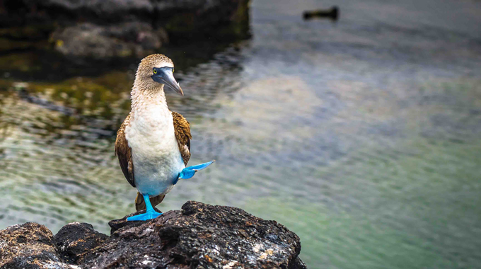 Blue Footed Booby